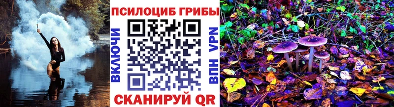 купить  цена  Сосновка  Псилоцибиновые грибы Psilocybe 